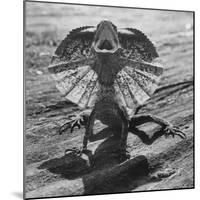 The Frilled Lizard of Australia Opening Its Frill to Ward Off Intruders-Fritz Goro-Mounted Photographic Print