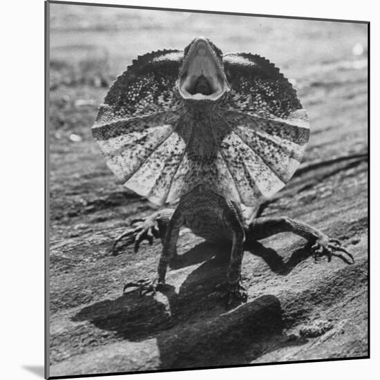 The Frilled Lizard of Australia Opening Its Frill to Ward Off Intruders-Fritz Goro-Mounted Photographic Print