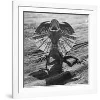 The Frilled Lizard of Australia Opening Its Frill to Ward Off Intruders-Fritz Goro-Framed Photographic Print