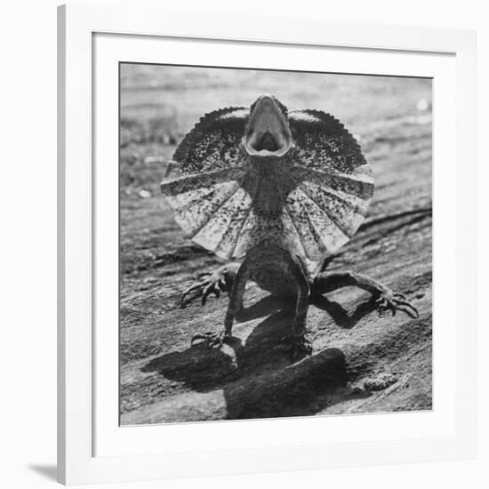 The Frilled Lizard of Australia Opening Its Frill to Ward Off Intruders-Fritz Goro-Framed Photographic Print