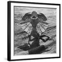The Frilled Lizard of Australia Opening Its Frill to Ward Off Intruders-Fritz Goro-Framed Photographic Print