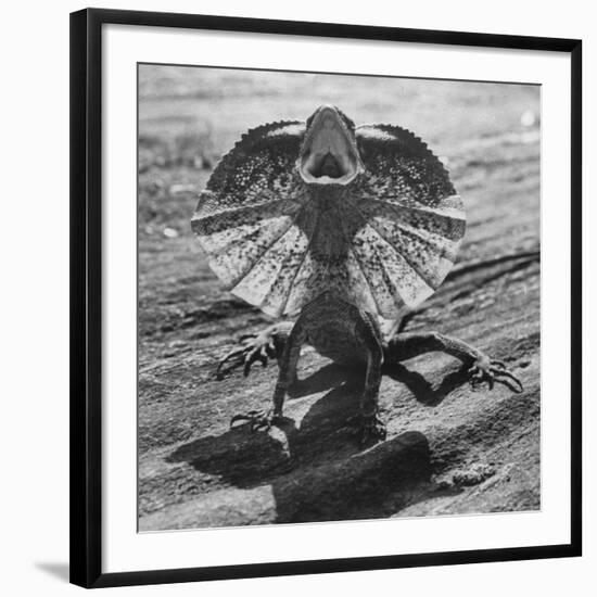 The Frilled Lizard of Australia Opening Its Frill to Ward Off Intruders-Fritz Goro-Framed Photographic Print