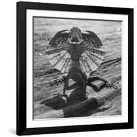 The Frilled Lizard of Australia Opening Its Frill to Ward Off Intruders-Fritz Goro-Framed Photographic Print