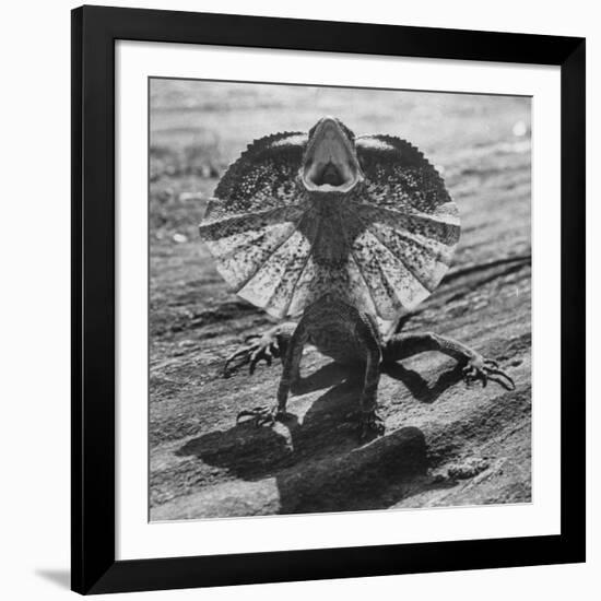 The Frilled Lizard of Australia Opening Its Frill to Ward Off Intruders-Fritz Goro-Framed Photographic Print