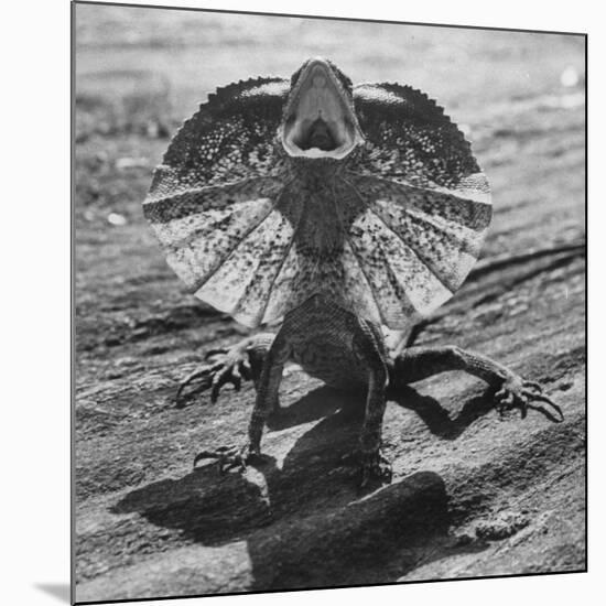 The Frilled Lizard of Australia Opening Its Frill to Ward Off Intruders-Fritz Goro-Mounted Photographic Print