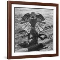 The Frilled Lizard of Australia Opening Its Frill to Ward Off Intruders-Fritz Goro-Framed Photographic Print