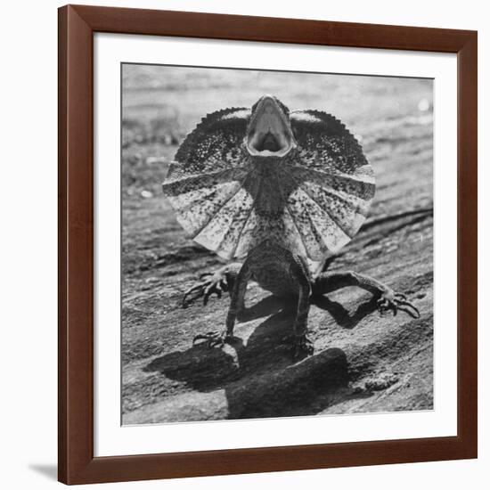 The Frilled Lizard of Australia Opening Its Frill to Ward Off Intruders-Fritz Goro-Framed Photographic Print