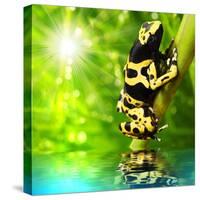 The Frog (Dendrobates Leucomelas) In A Rainforest-Kletr-Stretched Canvas