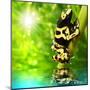 The Frog (Dendrobates Leucomelas) In A Rainforest-Kletr-Mounted Art Print