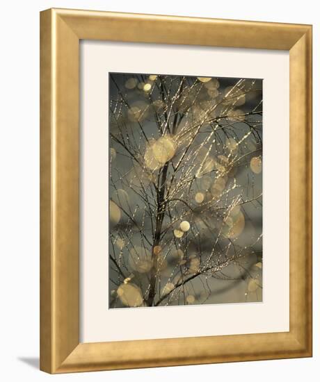 The Frozen Branches of a Small Birch Tree Sparkle in the Sunlight, Waynesboro, Pennsylvania-Raymond Gehman-Framed Photographic Print