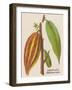 The Fruit of the Cocoa (Or Chocolate) Plant Theobroma Cacao-null-Framed Photographic Print