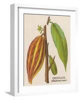 The Fruit of the Cocoa (Or Chocolate) Plant Theobroma Cacao-null-Framed Photographic Print