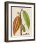 The Fruit of the Cocoa (Or Chocolate) Plant Theobroma Cacao-null-Framed Photographic Print