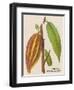 The Fruit of the Cocoa (Or Chocolate) Plant Theobroma Cacao-null-Framed Photographic Print