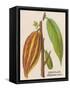 The Fruit of the Cocoa (Or Chocolate) Plant Theobroma Cacao-null-Framed Stretched Canvas