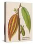 The Fruit of the Cocoa (Or Chocolate) Plant Theobroma Cacao-null-Stretched Canvas