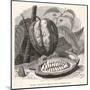 The Fruit of the Cocoa (Or Chocolate) Plant Theobroma Cacao-Berveiller-Mounted Art Print