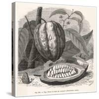The Fruit of the Cocoa (Or Chocolate) Plant Theobroma Cacao-Berveiller-Stretched Canvas
