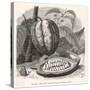 The Fruit of the Cocoa (Or Chocolate) Plant Theobroma Cacao-Berveiller-Stretched Canvas