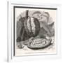 The Fruit of the Cocoa (Or Chocolate) Plant Theobroma Cacao-Berveiller-Framed Premium Giclee Print