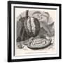 The Fruit of the Cocoa (Or Chocolate) Plant Theobroma Cacao-Berveiller-Framed Premium Giclee Print