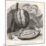 The Fruit of the Cocoa (Or Chocolate) Plant Theobroma Cacao-Berveiller-Mounted Premium Giclee Print