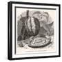 The Fruit of the Cocoa (Or Chocolate) Plant Theobroma Cacao-Berveiller-Framed Art Print