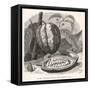 The Fruit of the Cocoa (Or Chocolate) Plant Theobroma Cacao-Berveiller-Framed Stretched Canvas