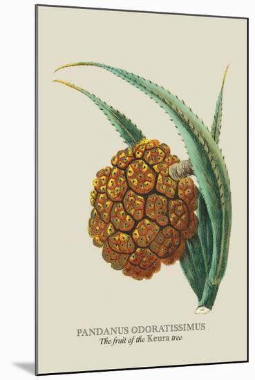 The Fruit of the Keura Tree-J. Forbes-Mounted Art Print