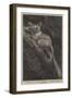 The Galago Maholi, in the Collection of the Zoological Society, Regent's Park-null-Framed Giclee Print