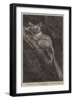 The Galago Maholi, in the Collection of the Zoological Society, Regent's Park-null-Framed Giclee Print