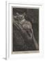 The Galago Maholi, in the Collection of the Zoological Society, Regent's Park-null-Framed Giclee Print