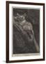 The Galago Maholi, in the Collection of the Zoological Society, Regent's Park-null-Framed Giclee Print