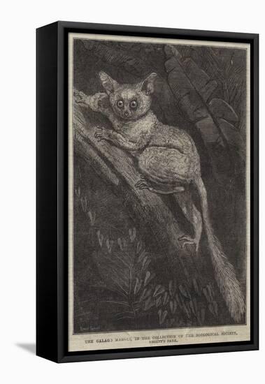 The Galago Maholi, in the Collection of the Zoological Society, Regent's Park-null-Framed Stretched Canvas