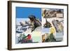 The Galapagos Islands-Arthur Oxenham-Framed Giclee Print