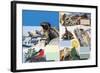 The Galapagos Islands-Arthur Oxenham-Framed Giclee Print