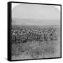 The Gallant Guards Brigade Marching on Brandfort, Boer War, South Africa, 1901-Underwood & Underwood-Framed Stretched Canvas