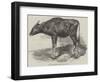 The Gaour Calf-Harrison William Weir-Framed Giclee Print