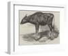 The Gaour Calf-Harrison William Weir-Framed Giclee Print