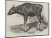 The Gaour Calf-Harrison William Weir-Mounted Giclee Print