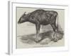 The Gaour Calf-Harrison William Weir-Framed Giclee Print