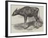 The Gaour Calf-Harrison William Weir-Framed Giclee Print