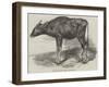 The Gaour Calf-Harrison William Weir-Framed Giclee Print