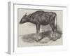 The Gaour Calf-Harrison William Weir-Framed Giclee Print