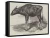 The Gaour Calf-Harrison William Weir-Framed Stretched Canvas