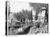 The Garden of Gethsemane, Palestine, Late 19th Century-John L Stoddard-Stretched Canvas