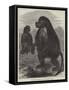 The Gelada Monkeys at the Alexandra Palace-null-Framed Stretched Canvas