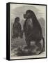 The Gelada Monkeys at the Alexandra Palace-null-Framed Stretched Canvas