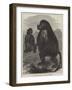 The Gelada Monkeys at the Alexandra Palace-null-Framed Giclee Print