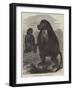 The Gelada Monkeys at the Alexandra Palace-null-Framed Giclee Print